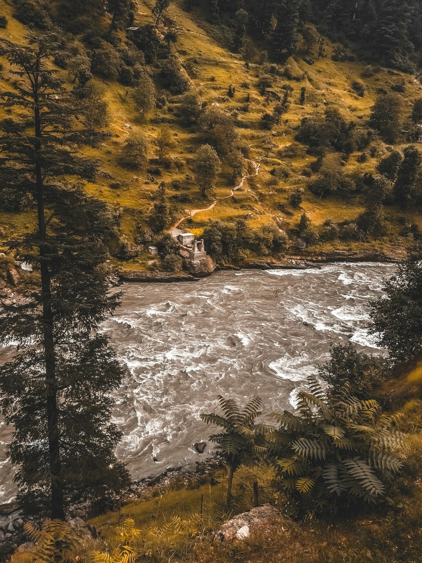 green trees beside river during daytime